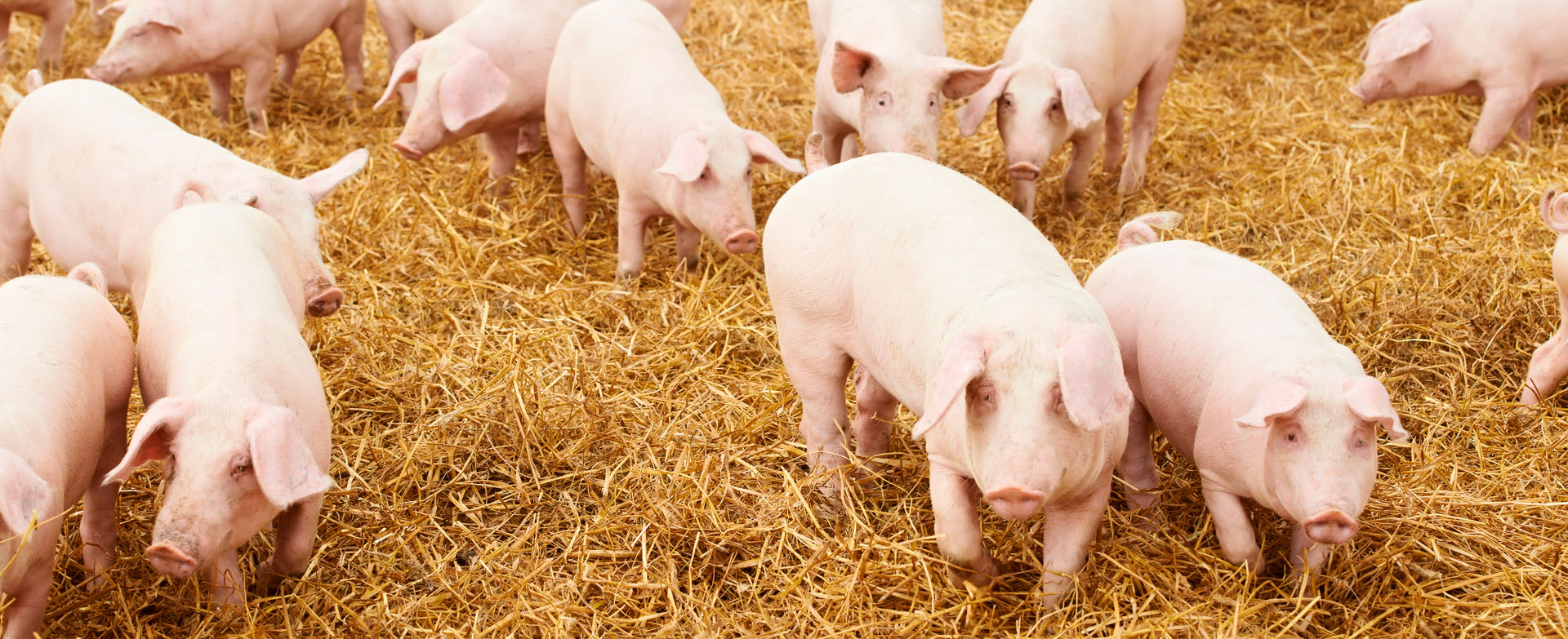 equipamiento-granjas-porcinas